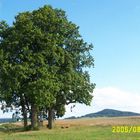 Der Baum im Feld