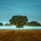 Der Baum im Feld