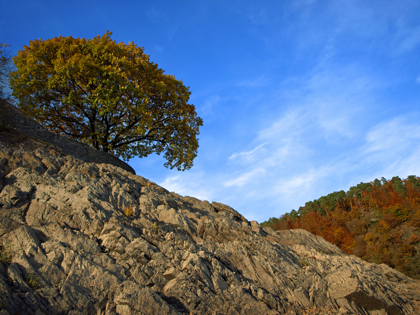 ^ der Baum im Fels ^