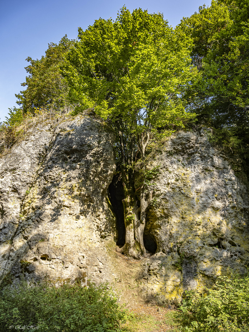 Der Baum im Felsen