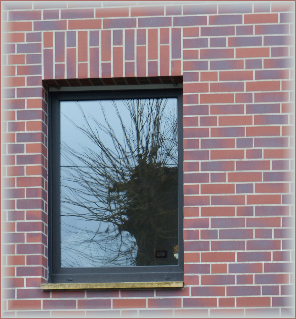 der Baum im Fenster Foto & Bild architektur, fenster