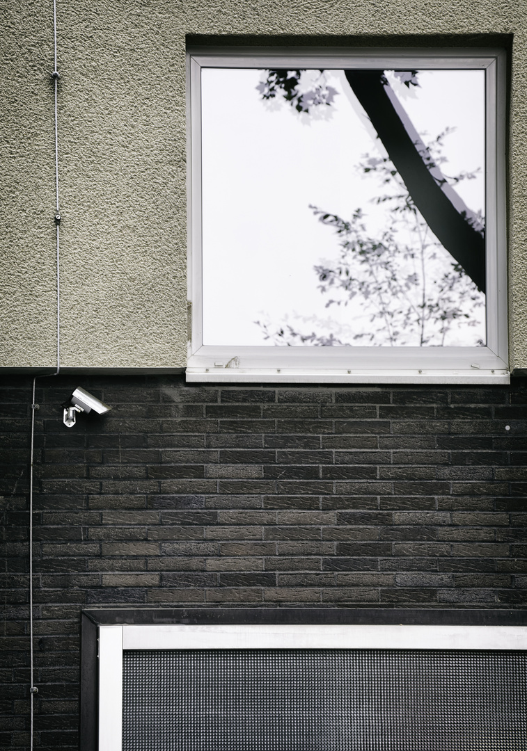 Der Baum im Fenster