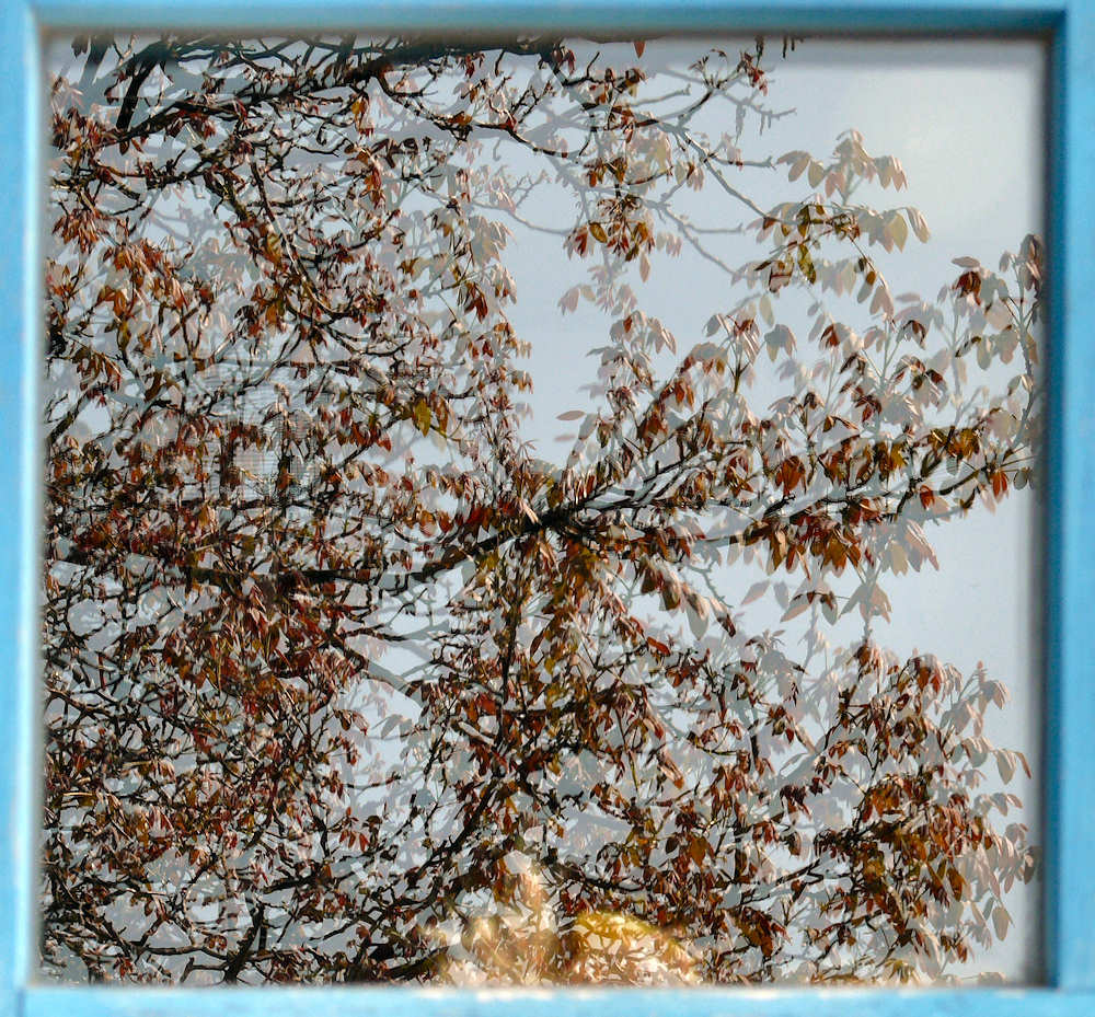 Der Baum im Fenster