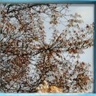 Der Baum im Fenster