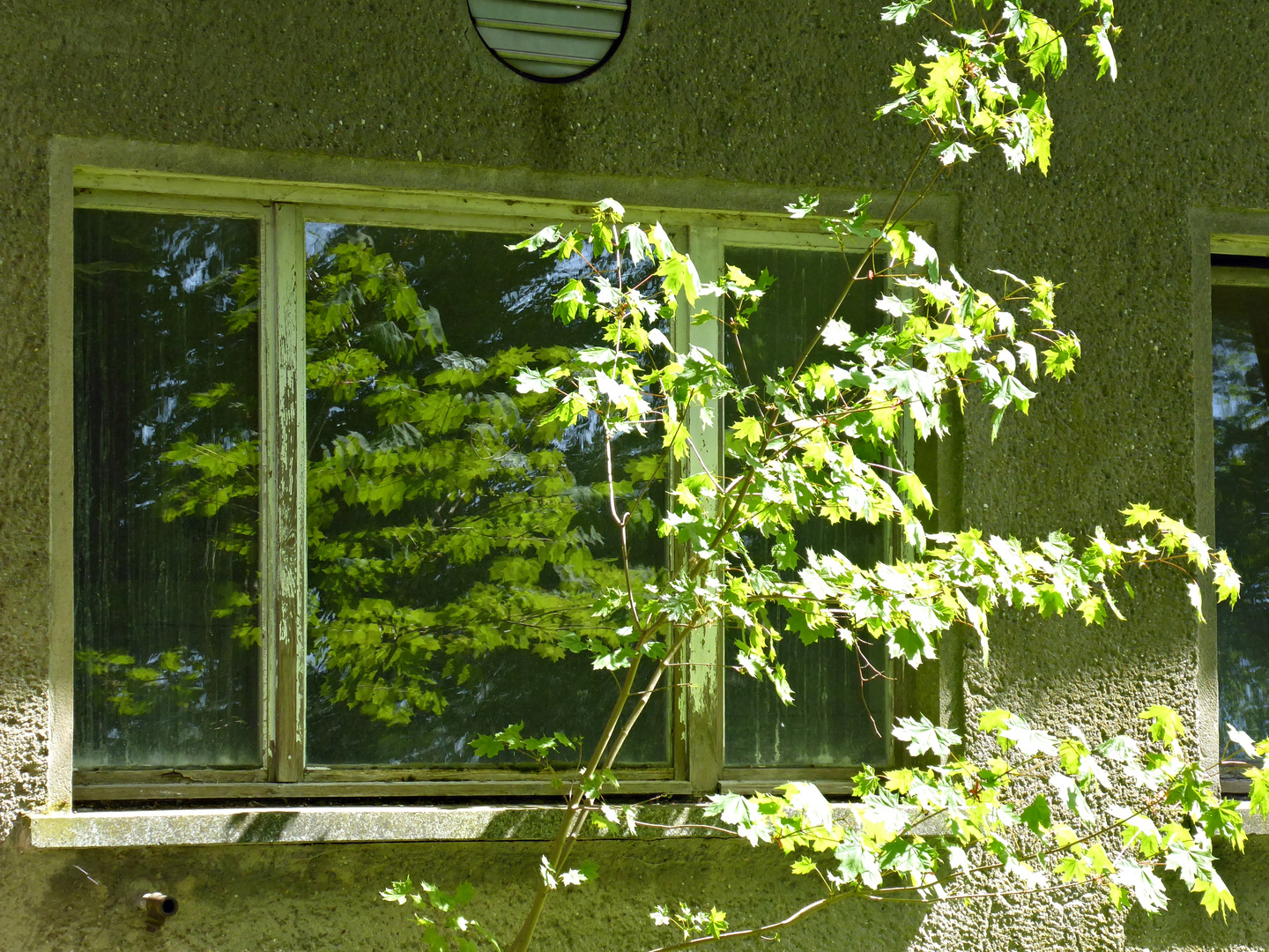 der Baum im Fenster