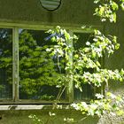der Baum im Fenster