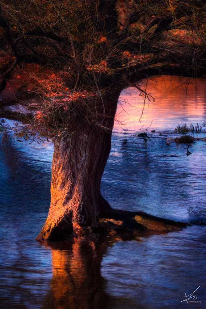 Der Baum im Fluss