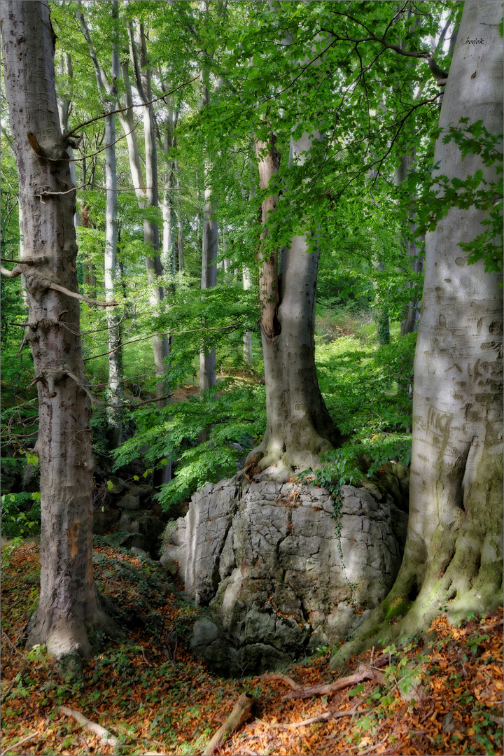 Der Baum im Forst