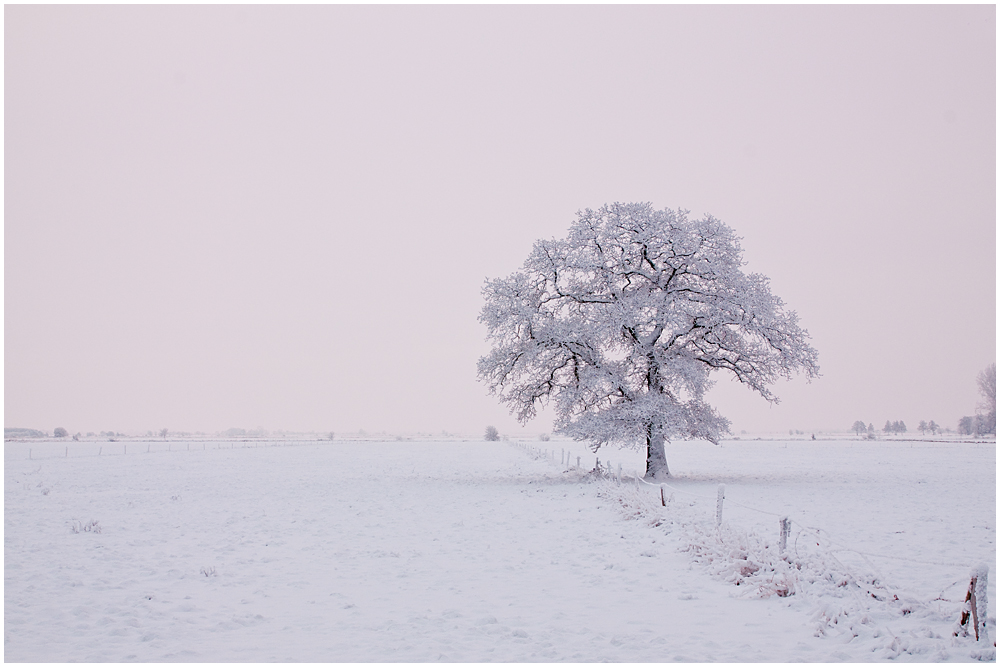 Der Baum im freien Raum