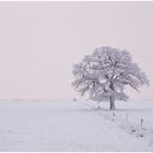 Der Baum im freien Raum