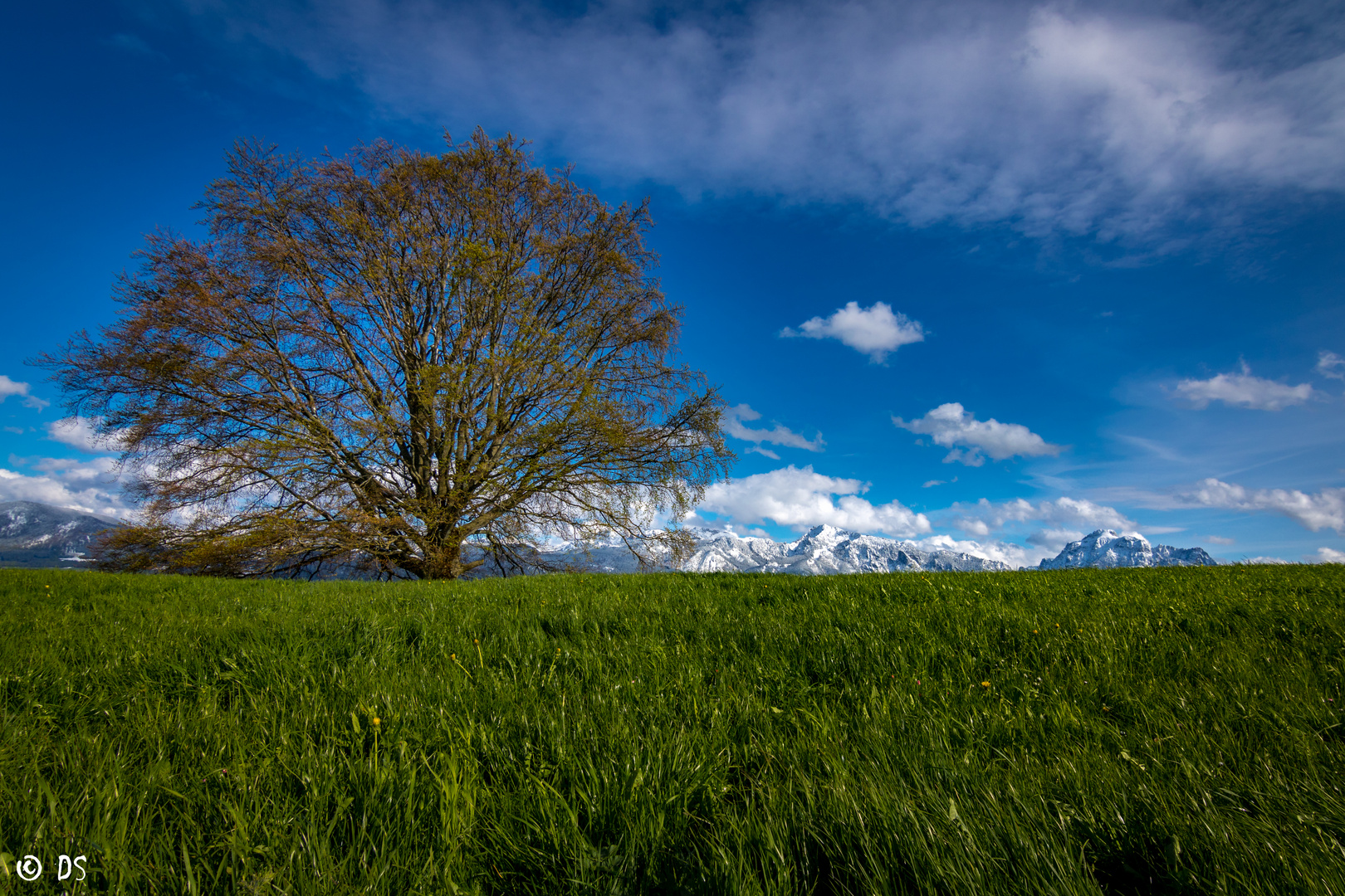 der Baum im Frühling