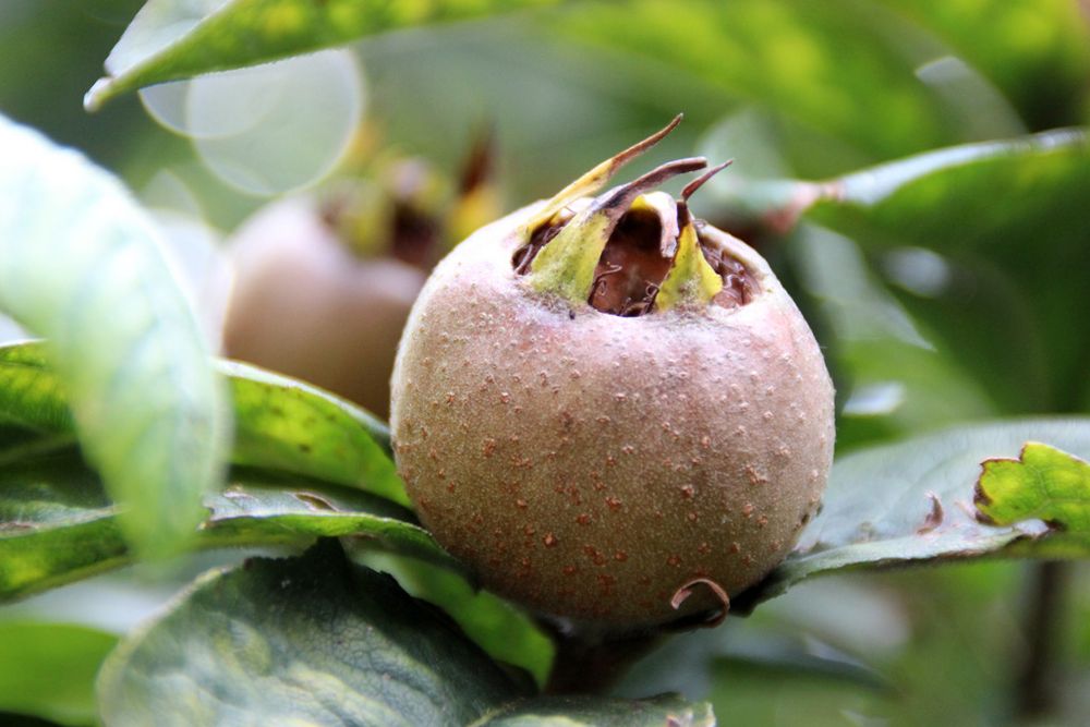 Der Baum im Garten ist gespickt voll! Foto & Bild natur