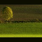 Der Baum im gelben Streif-Licht... (für M Zett)