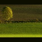 Der Baum im gelben Streif-Licht... (für M Zett)