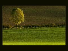 Der Baum im gelben Streif-Licht... (für M Zett)