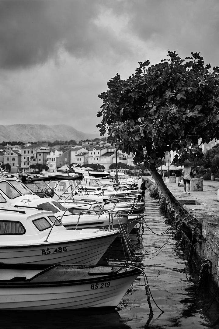 Der Baum im Hafen