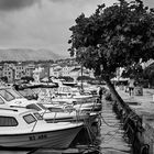 Der Baum im Hafen