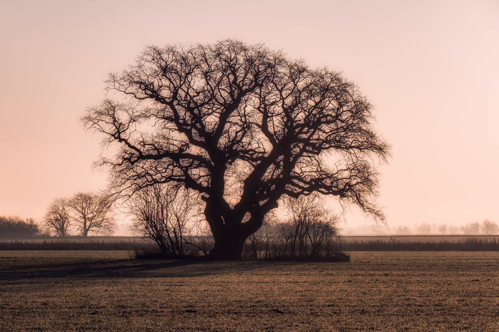 Der Baum im Havelland