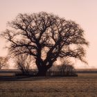 Der Baum im Havelland