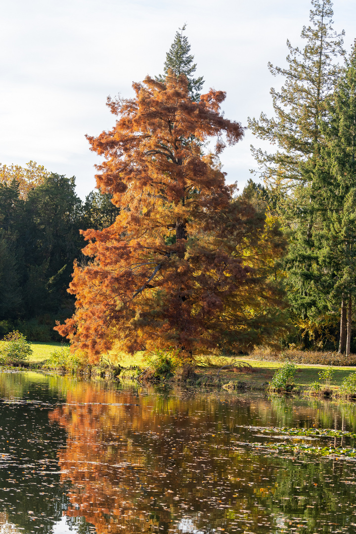 Der Baum im Herbst