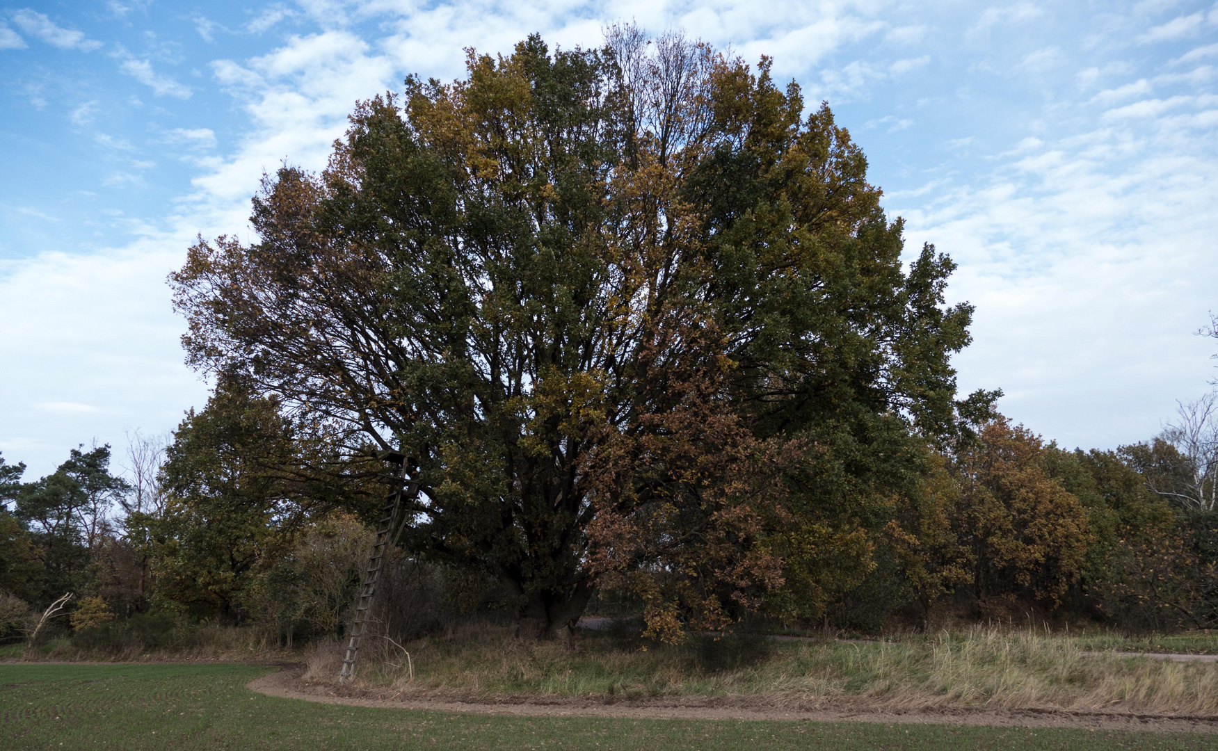 Der Baum im Herbst