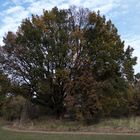 Der Baum im Herbst