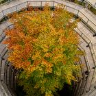 Der Baum im Herbst