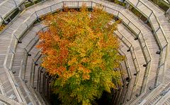 Der Baum im Herbst