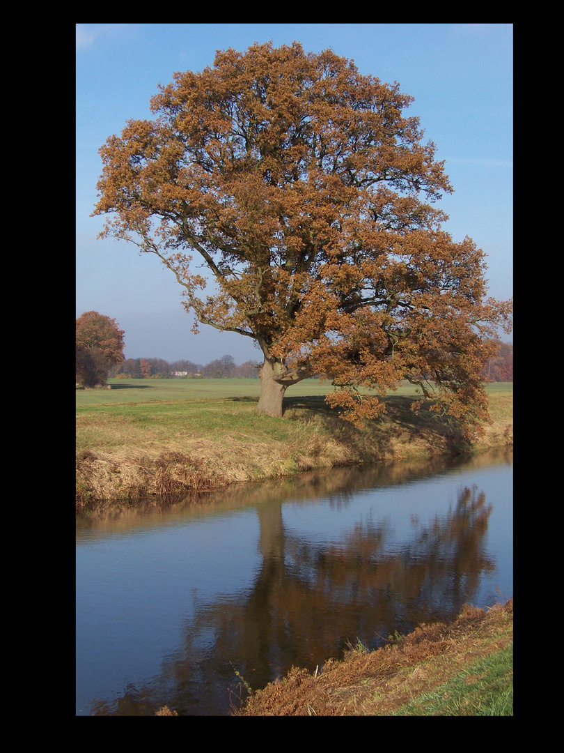 Der Baum im Herbst