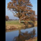 Der Baum im Herbst