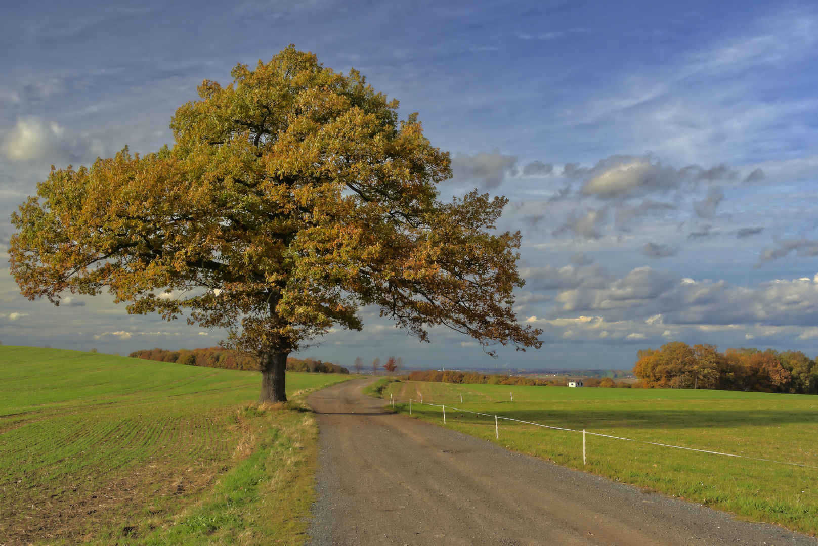 Der Baum im Herbst