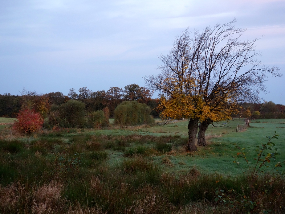 Der Baum im Herbst