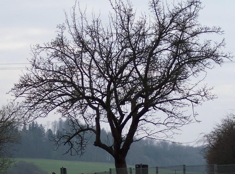 Der Baum im Herbst