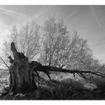 Der Baum . . . im Herbst . . . in sw