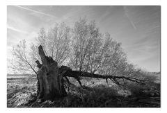 Der Baum . . . im Herbst . . . in sw