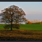 der Baum im Herbstkleid II