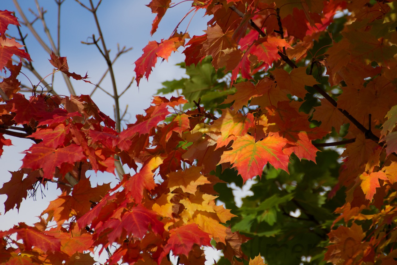 Der Baum im herbstlichen Wandel.