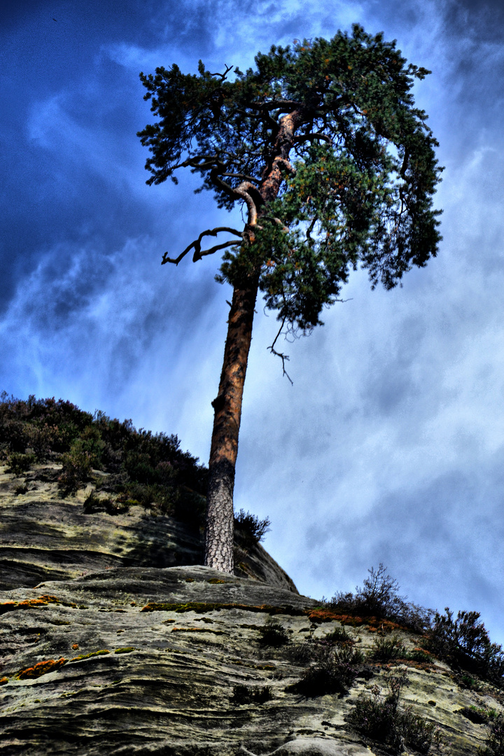 Der Baum im Himmel :)