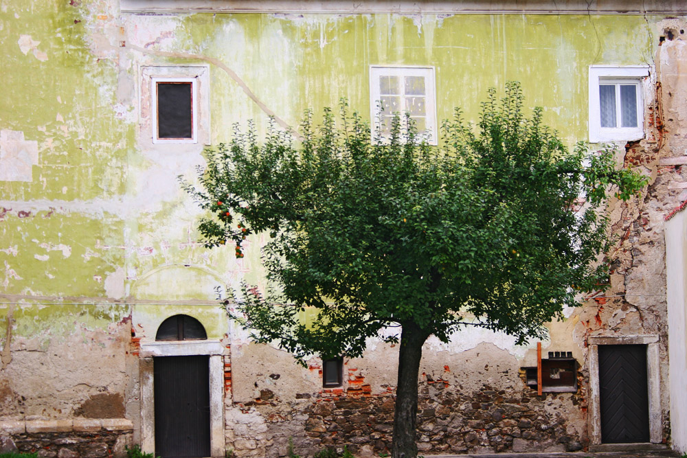 Der Baum im Hof