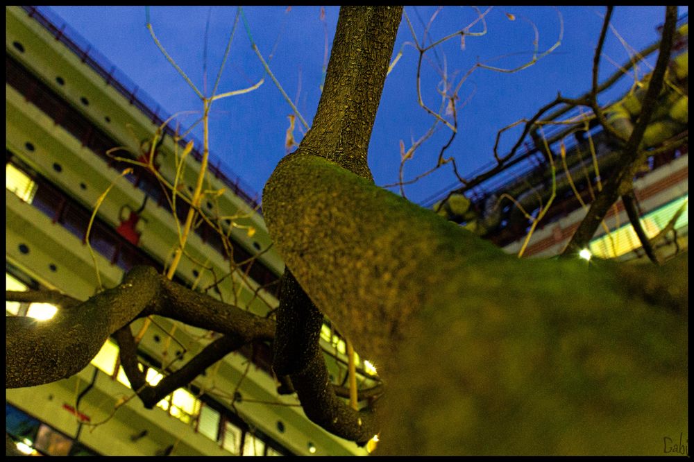 Der Baum im Innenhof.... Foto & Bild | architektur, deutschland, europe