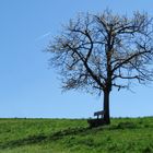 Der Baum im Kirschgarten