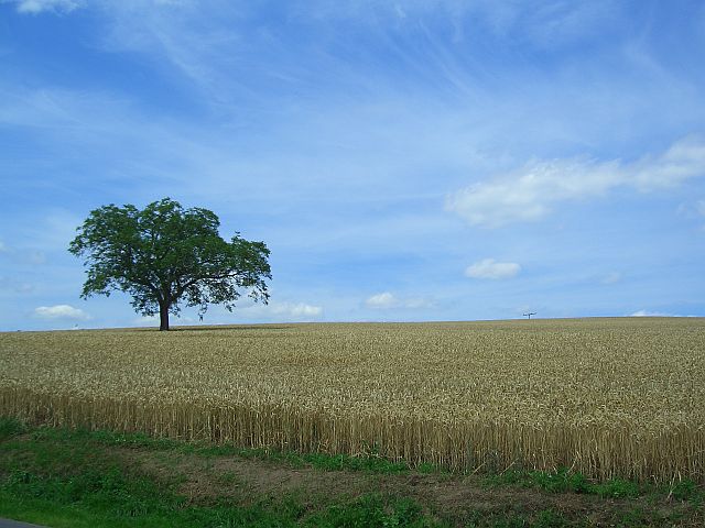 Der Baum im Kornfeld....