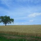 Der Baum im Kornfeld....