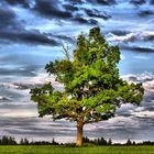 Der Baum im letzten Licht HDR