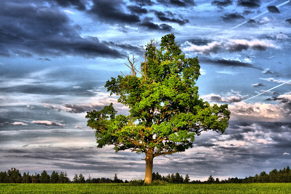 Der Baum im letzten Licht HDR