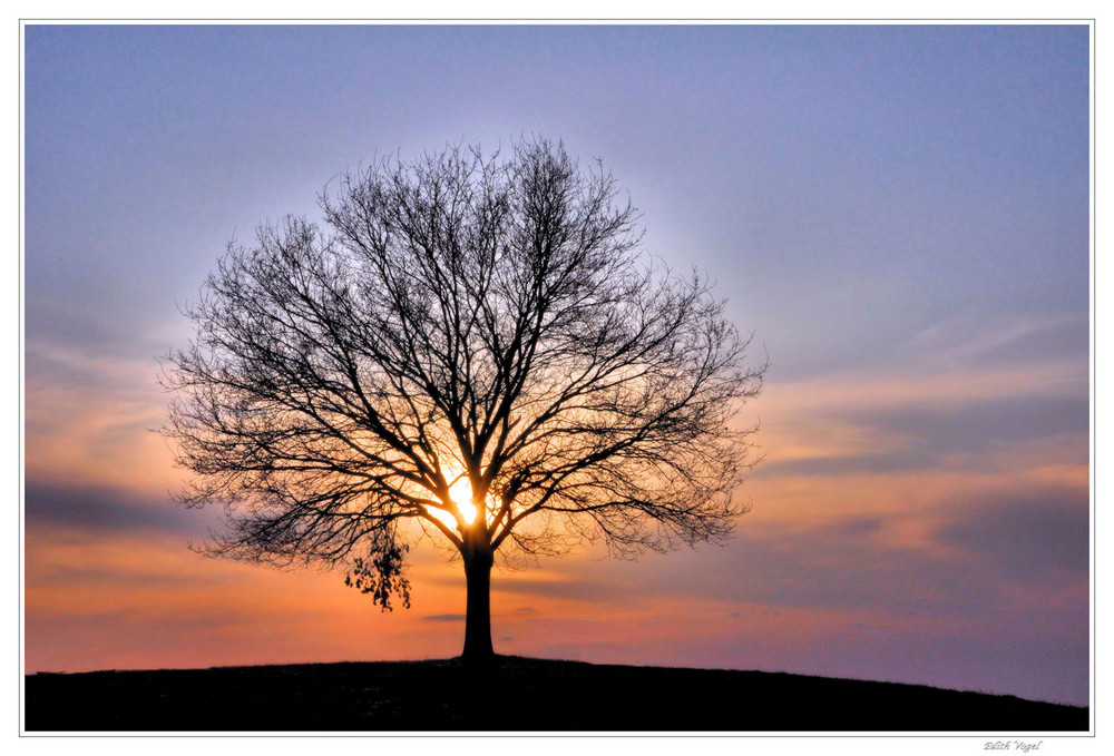 der Baum im Licht der Sonne....