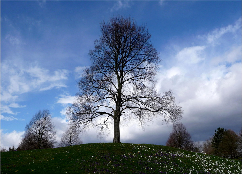 Der Baum im März