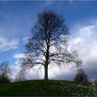 Der Baum im März