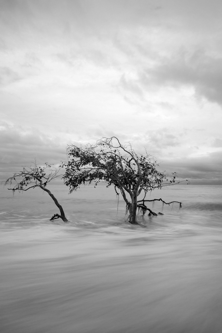 Der Baum im Meer 