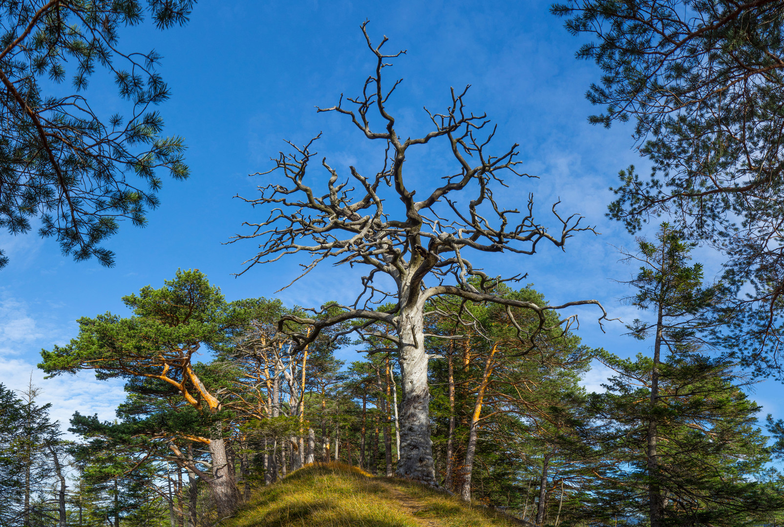 Der Baum im Mittelpunkt